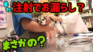 病院が大嫌いな子犬が注射の痛さにまたまたお漏らし？？