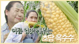 [6시 내고향-창원] 톡하고 깨물면 팡✨하고 터지는 이 과일같은 식감의 '이것'! 여름철에 딱이라는데... (2021.06.03,목요일)