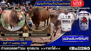 #ถ่ายทอดสดวัวชน #สนามกีฬาชนโคบ้านนาทราย วันที่ 17 มกราคม68 คู่เอก #ลูกแดง vs #ซุปเปอร์จิ๋ว