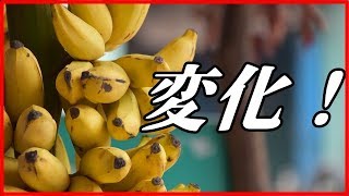 【健康の雑学】熟したバナナを毎日2本食べると身体に起こる7つの変化とは！？【funny com】