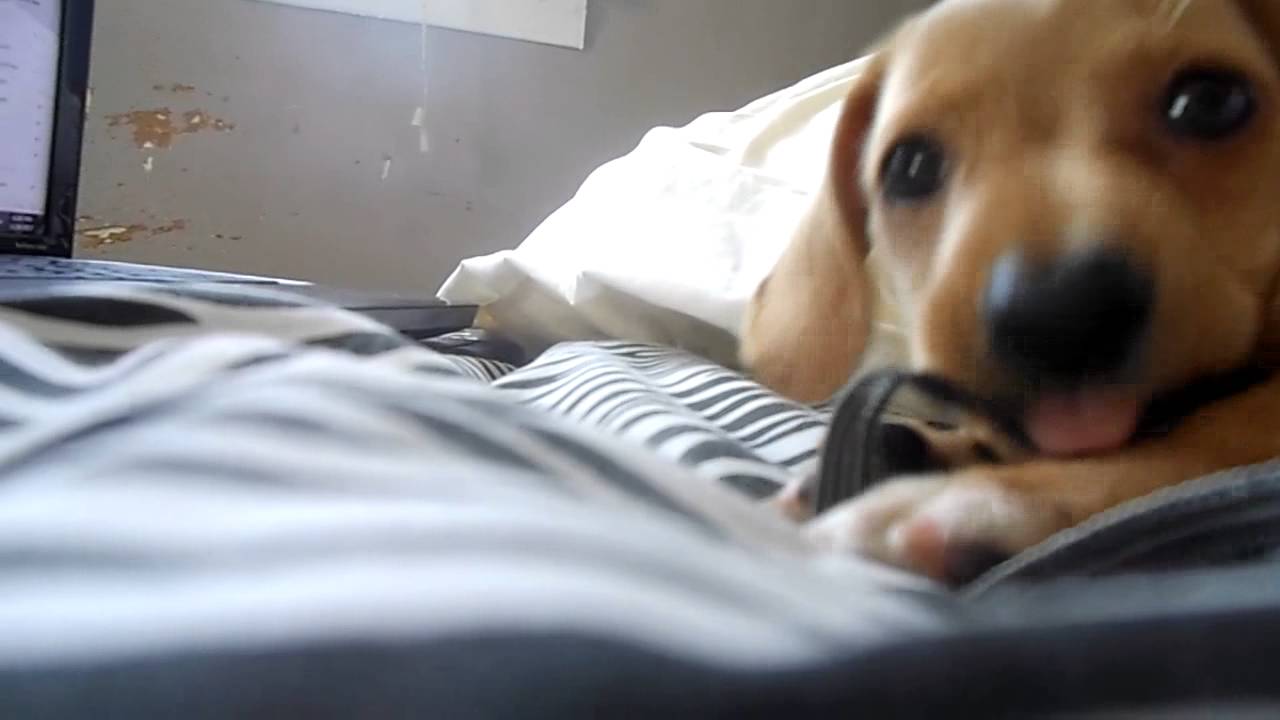 6 Week Old Dachshund Puppy - YouTube