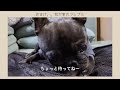 犬が足を舐める理由と解決方法【徹底解説！】