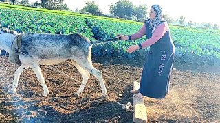 الحقونى جوزي عاوز يضحى بيا عشان خاطر الفديو يطلع ترند