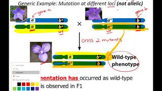 complementation supplemental lecture