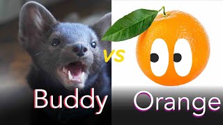 Buddy the sable and the orange