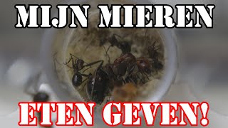 Hoe geef ik mijn mieren ETEN? | #34