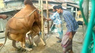 Giant Red Cow Crossing Female Red Cow।।Cow Crossing Video।।GC Village