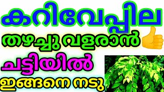 Curry leaves growth tips in malayalam/Kariveppila care/kariveppila/kariveppila benefit in malayalam