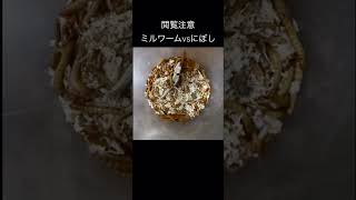 ミルワームvs煮干し　worms eat Niboshi