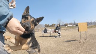 Let's Have A Picnic With My German Shepherd Dog! That Must Be FUN♡