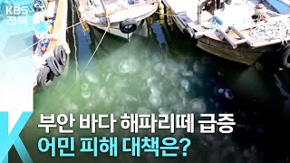 [풀뿌리K] 부안 바다 해파리떼 급증…어민 피해 대책은? / KBS  2023.07.12.