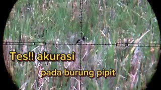 BERBURU BURUNG PIPIT YANG MERESAHKAN PETANI PADI