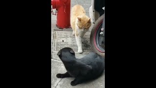 The cat was startled 猫猫吓一跳