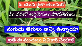 మీ వరిలో అగ్గితెగులు. పొడతెగులు.మగుడు తెగులు అన్ని ఉంటే ఏమి చేయాలో తెలుసుకోండి