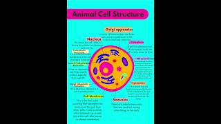 Structure of Animal cell|Animal cell structure|Function of Animal cell organelles|#animalcell#shorts