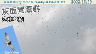 20221013 灰面鵟鷹群空中盤旋【 屏東滿洲港口村灰面鵟鷹Grey-faced Buzzard】