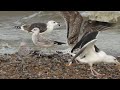 1w caspian gull dungeness 25th october 2015 3