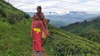 গোপালধারা টি এস্টেট ।। Gopaldhara Tea Estate ।। দার্জিলিং ।। পর্ব-৪