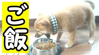 【豆柴】生後2ヶ月の豆柴子犬の食事【癒し癒され】【ちょっとハプニングあり】（ＡＳＭＲ）