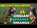 EN AGRESİF KÖPEK: BELÇİKA MALİNOİS! (SONER'İ FENA ISIRDI!) - Puppy Malinois TR Köpek Çiftliği