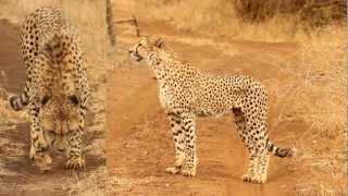 Cheetah Calling! - The Sights and Sounds of Thanda