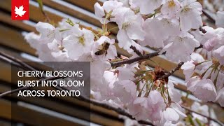 Cherry blossoms burst into bloom across Toronto