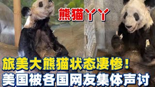 国宝熊猫团结世界人民！旅美大熊猫状态凄惨，美国被各国网友声讨【轨记】