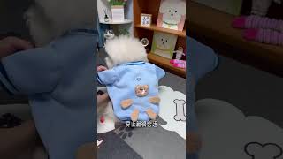 狗狗好看的衣服安排上！萌宠好物 狗狗衣服 比熊 萌宠出道计划