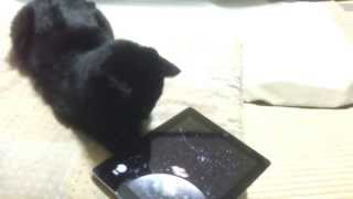 ipad猫じゃらしアプリとってみた ネコちゃんあそぼ Enjoy with Cat