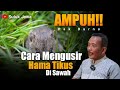 BUKTIKAN!! CARA AMPUH MENGUSIR HAMA TIKUS DI SAWAH - PAK DARNO