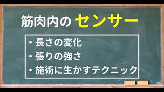 筋肉内のセンサーとは？（リラクカレッジ公式）