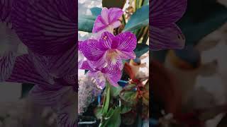 Orchid flower#homegarden #flowers #nature #homegardning #homegrownflowers #plants