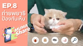 Muma Share EP.8 แนะนำการถ่ายพยาธิและป้องกันเห็บหมัดในขั้นตอนเดียว 👍🏻