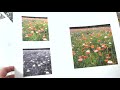 how to paint a triptych composition and tips for using reference photos poppies