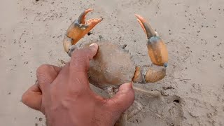 How to catch a crab by hand | Hand-catching crabs@naya Savira fishing