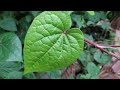 betel nut chewing effects