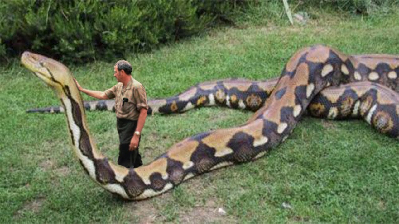 World's Biggest Snake Found In Amazon River | Biggest Python Snake ...