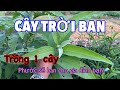 Cây Trời Ban, Nhà Nào Trồng Phước Ban Nhà Đó | CTVC