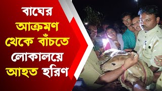 সুন্দরবনে বাঘের আক্রমণ থেকে বাঁচতে লোকালয়ে আহত হরিণ