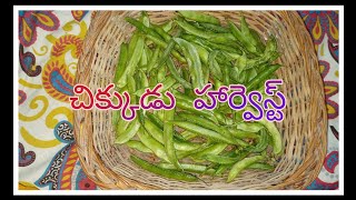 చిక్కుడు హార్వెస్ట్ | తెలుగు లో | chikkudu harvest in Telugu | Vijayalaxmi garden