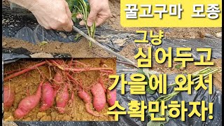 꿀고구마 물한번 안주고 그냥 심어두고 자연방임하다가 가을에 수확만 하자. How to grow honey sweet potatoes naturally without water.