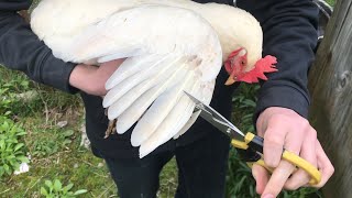 CALMLY catching chickens and “CLIPPING” their wings