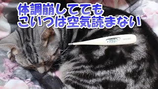 体調崩してしんどいのに猫は空気読まない（アメリカンショートヘア）