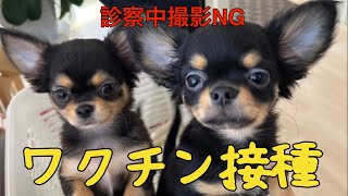 【パピー】生後３ヶ月子犬チワワお迎えして初めてのワクチン接種に行って来ました