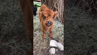 Funniest Cats And Dogs Videos | Petsfuntime #shorts #ytshorts #funnyanimals #viral #funnycow #like