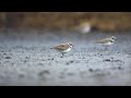 ♪鳥くん野鳥動画（沖縄県石垣島）コチドリ20190919jo6a1811