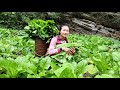 FULL VIDEO: Water supply by pipe bamboo | Harvest lettuce, green vegetables goes to the market sell