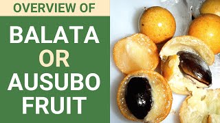 Balata Fruit | Ausubo Fruit: An Overview (Updated 2022)