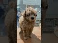 かわいい犬紹介 トイプードル【横浜ペットショップ ベルドック】 shorts 犬のいる暮らし