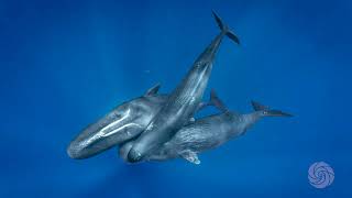 Shane Gero – Preserving Animal Cultures: Lessons from Whale Wisdom